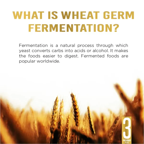 OncoPath3WheatGermFerm